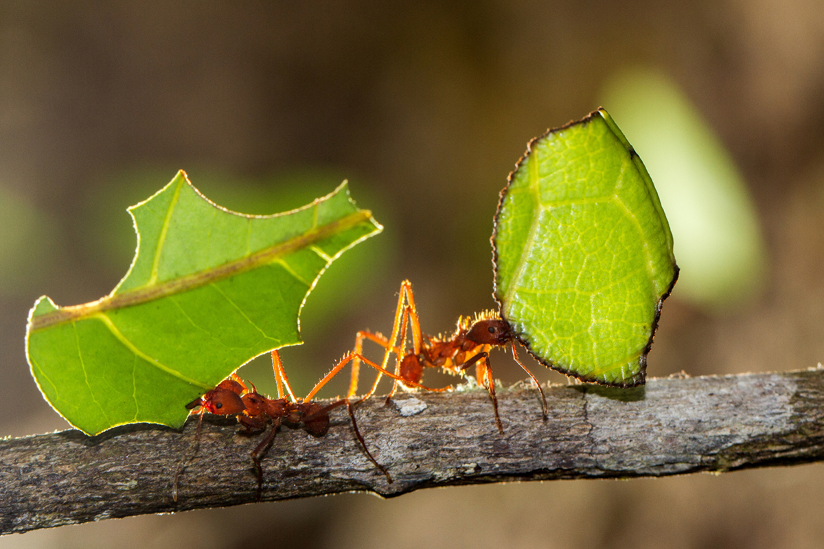 Como eliminar a formiga cortadeira Veja dicas infalíveis - Reprodução Canva