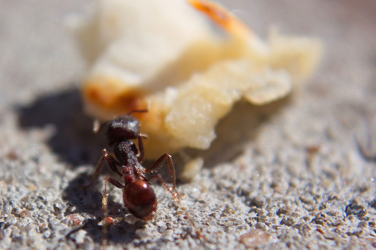 Como reduzir a infestação de formigas doceiras usando café - Reprodução Canva