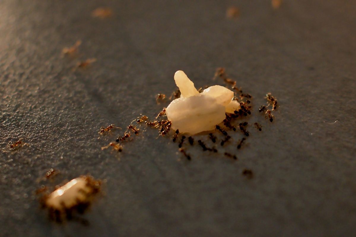 Como afastar as formigas doceiras