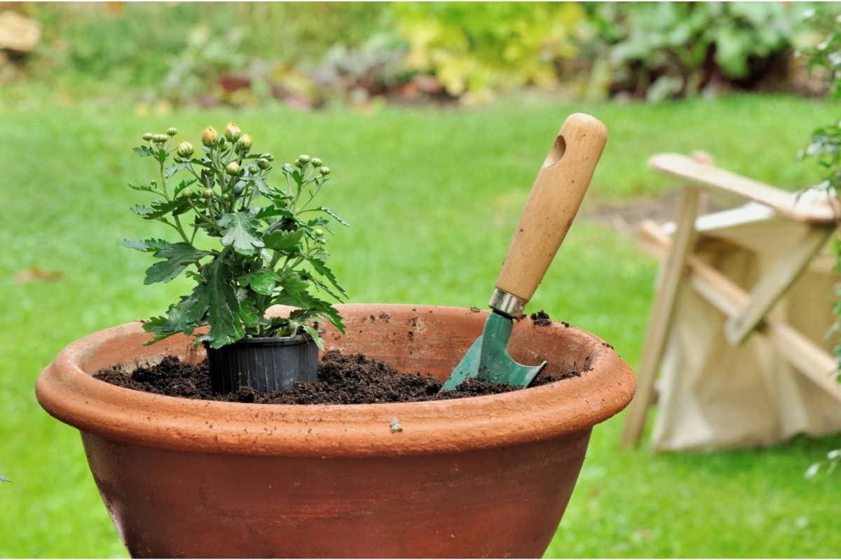 Como plantar e cultivar margaridas e deixar seu jardim mais florido