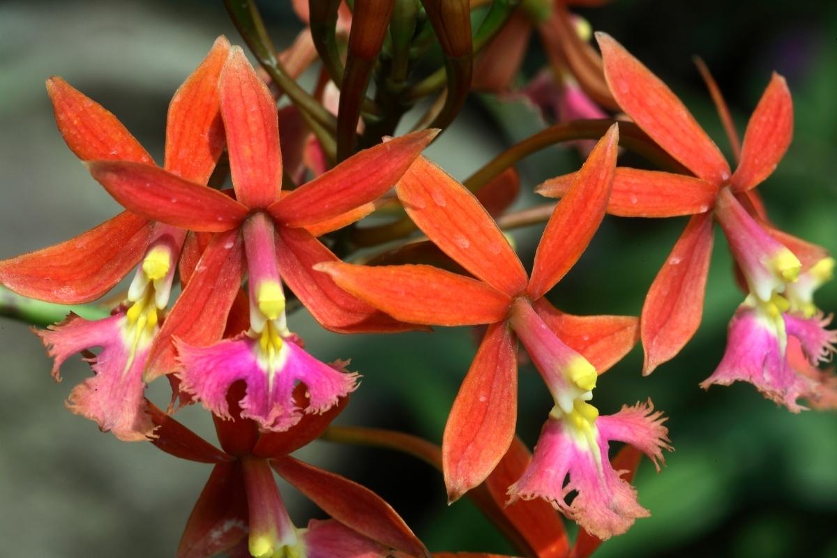 espécies de orquídeas que amam sol e calor