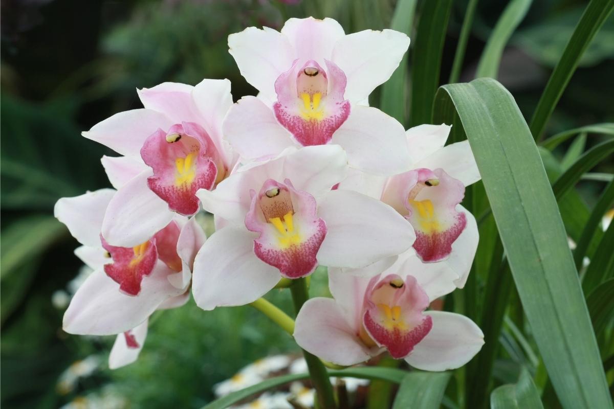 Espécies de orquídeas que amam sol e calor: