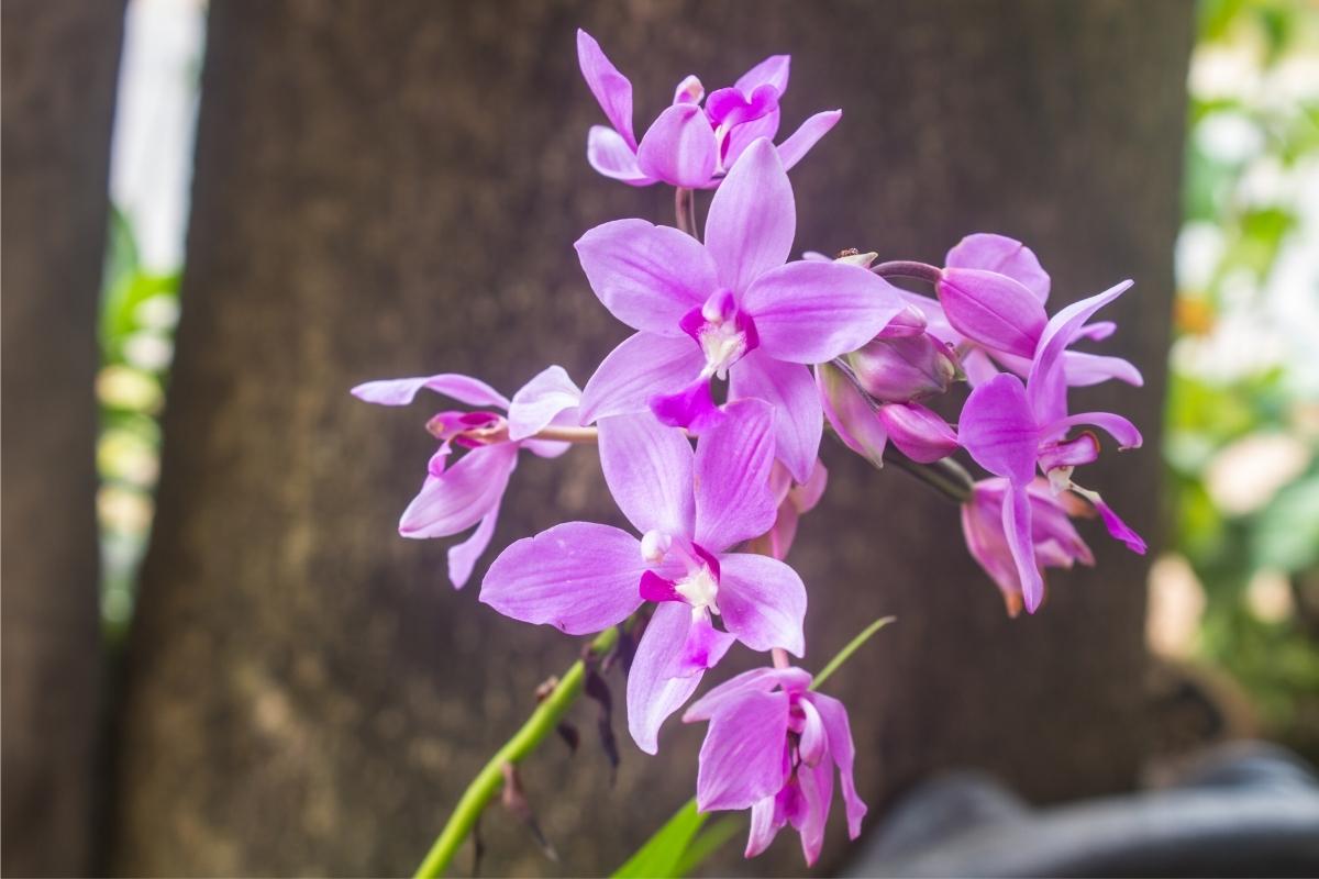 Espécies de orquídeas que amam sol e calor: