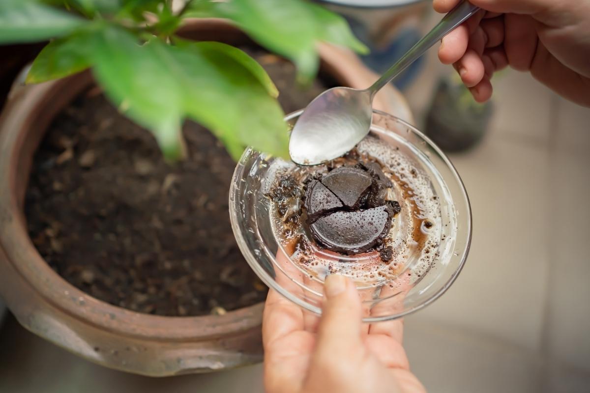  Descubra a maneira correta de preparar um adubo incrível com borra de café que vai bombar suas plantas