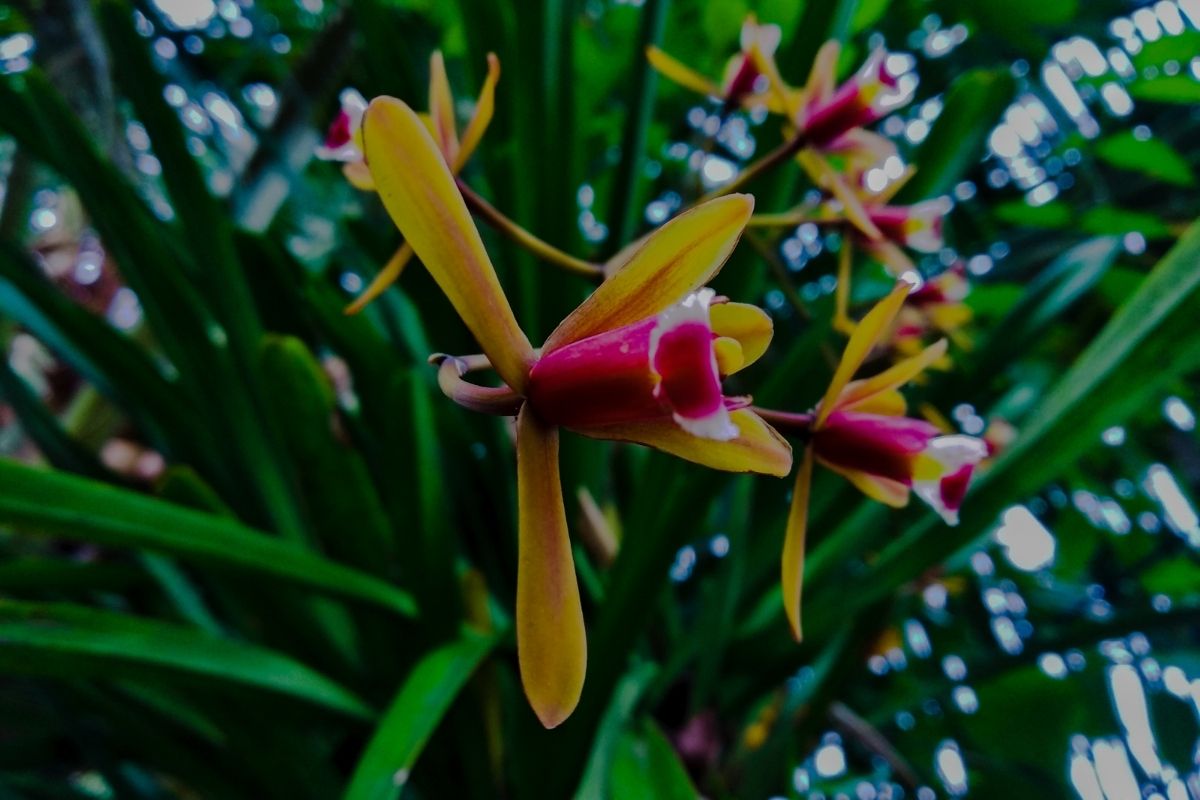 espécies de orquídeas que amam sol - Reprodução Canva
