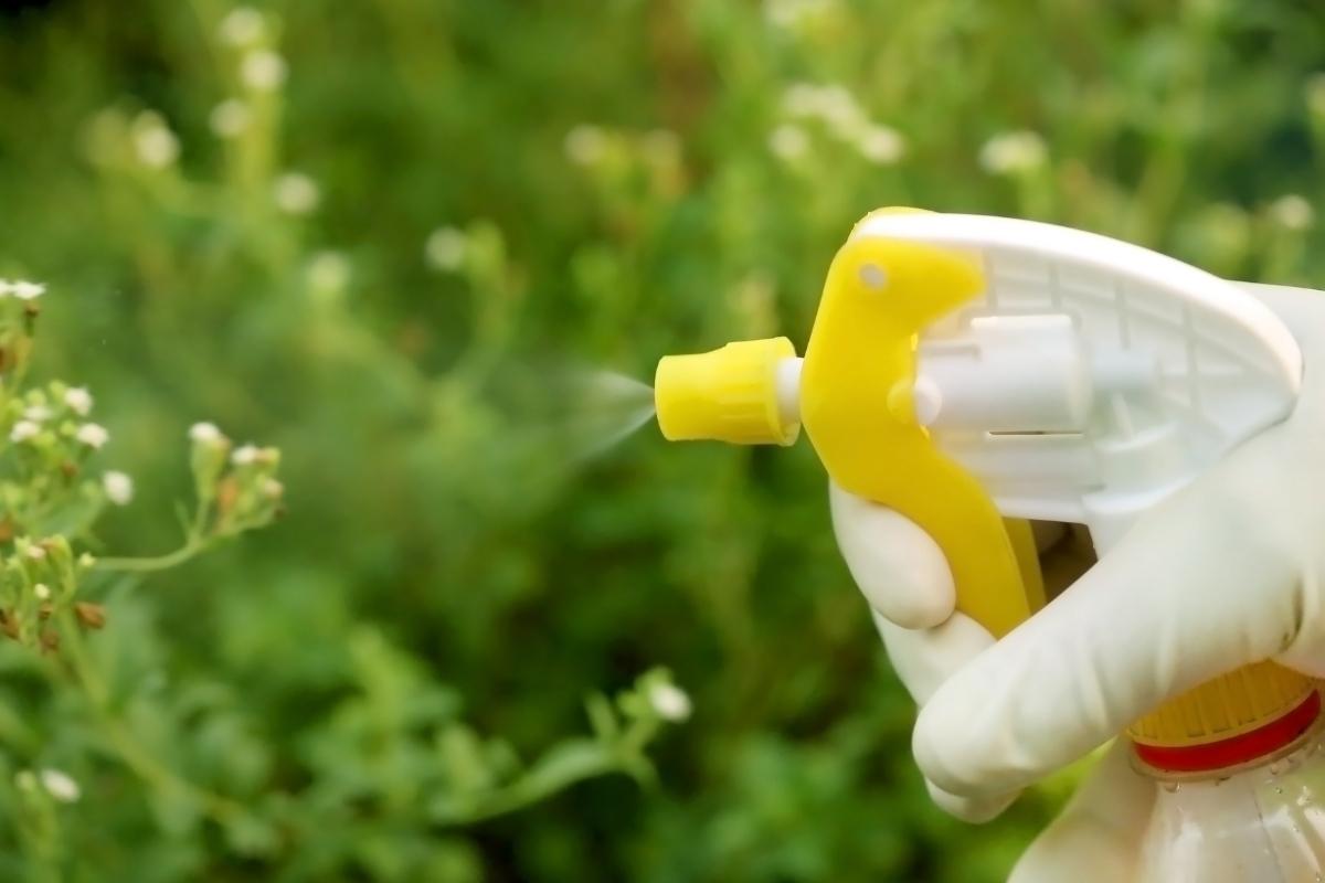 Descubra 2 inseticidas naturais para combater as pragas mais comuns na sua horta