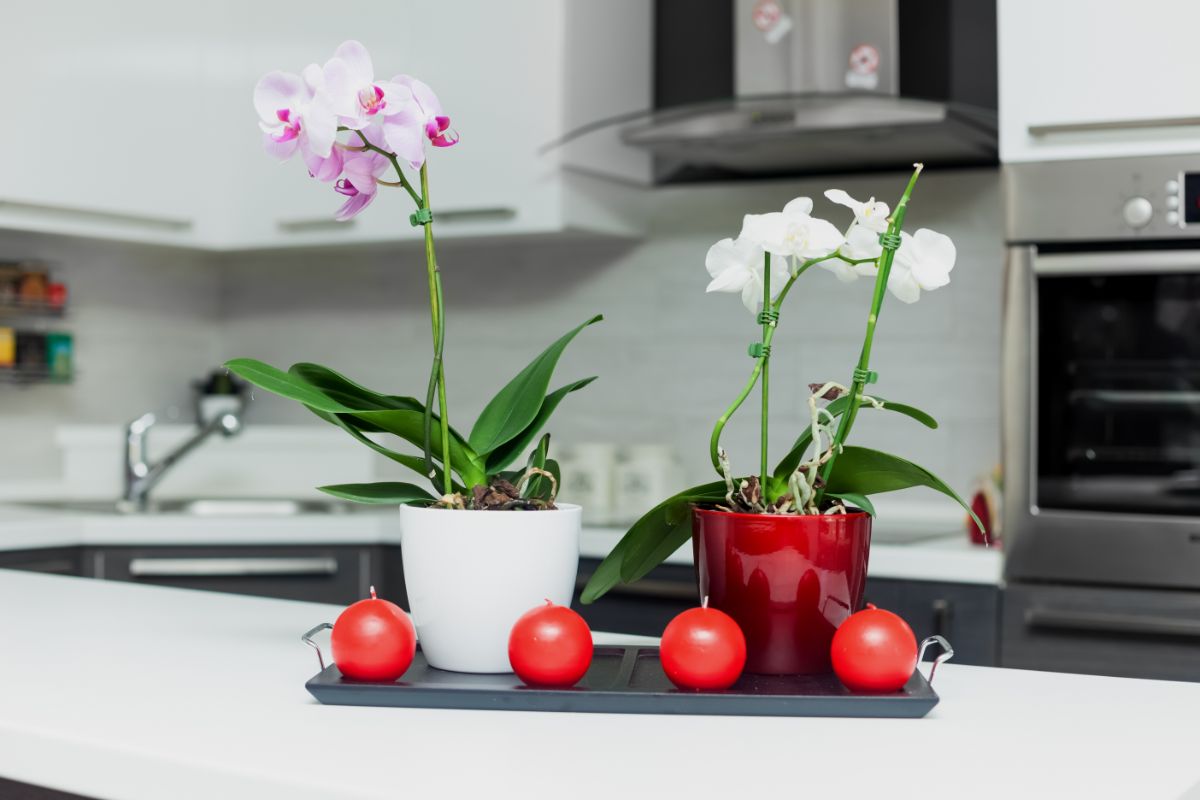 Qual o melhor lugar para deixar a sua orquídea? — Foto: Canva