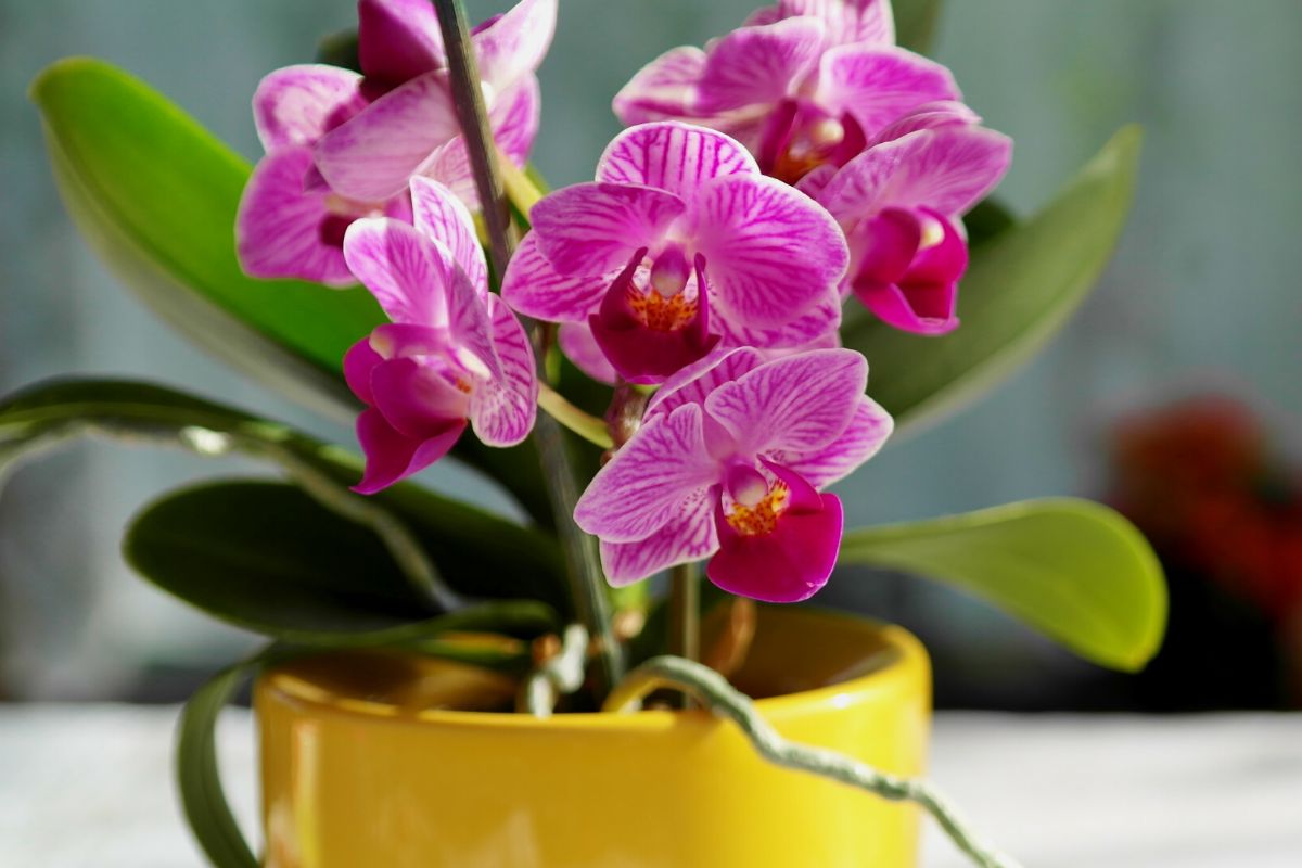 Qual o melhor lugar para deixar a sua orquídea?