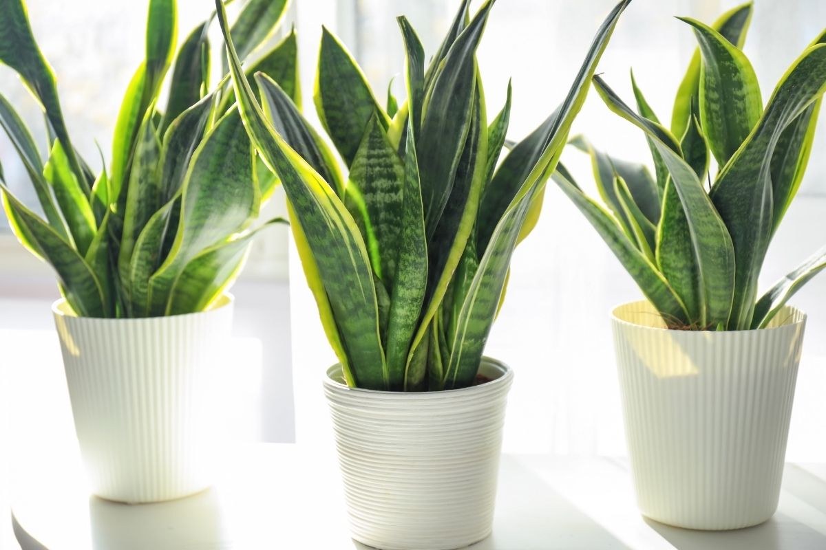 plantas a cultivar em seu ambiente de trabalho 