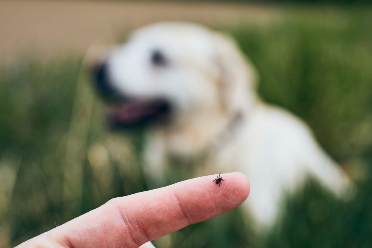 5 dicas infalíveis para eliminar pulgas e carrapatos do ambiente: mantenha os animais saudáveis — Foto: Canva
