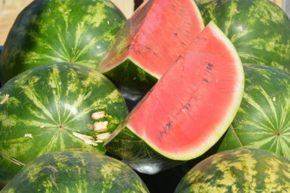 Plantio e colheita de melancia em casa se faz assim!