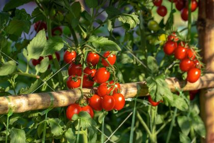 Plantar tomate cereja 