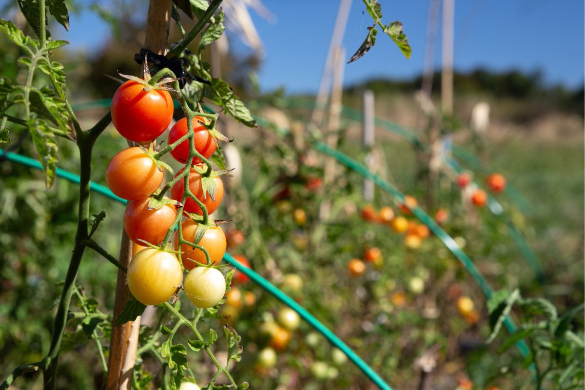 Plantar tomate cereja 