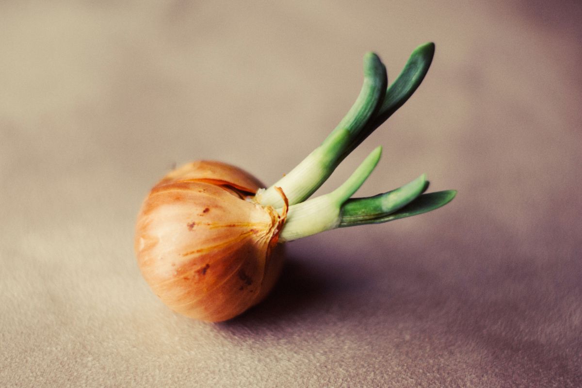 Plantando cebola a partir de outra cebola? Confira essa dica incrível! (Fonte: Canva)