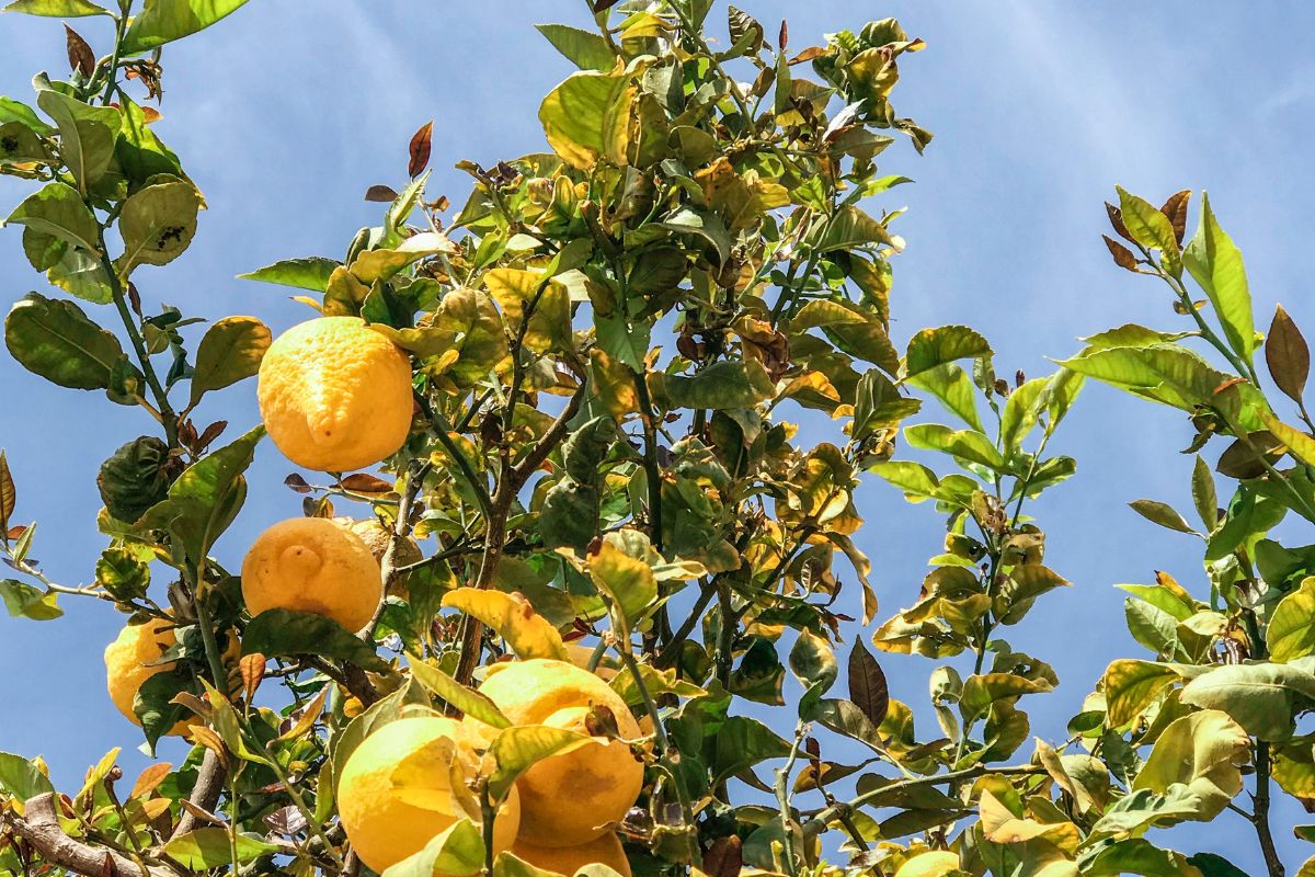 Podando o pé de limão: qual a maneira correta? Dessa é mais saudável, sua planta vai agradecer! (fonte: Canva)