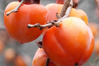 Que tal ter uma fruta exótica no quintal? Saiba como plantar um pé de caqui com dicas fáceis e rápidas - Reprodução: Canva