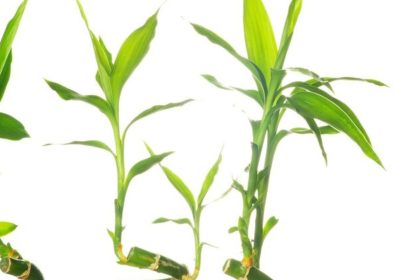 Uma planta que atrai boas energias e positividade: saiba como plantar bambu da sorte em casa - Reprodução: Freepik