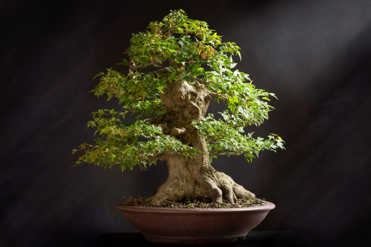 Sem mistérios: confira um guia completo para aprender com cultivar bonsai e tenha essa bela planta para decorar seu lar - Reprodução: Canva