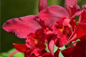 Plantar orquídea pela semente: um jeito que aprenderá com a botânica e vai fazer em casa - Foto: Canva