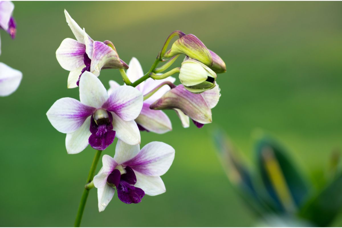 Plantar orquídea pela semente: um jeito que aprenderá com a botânica e vai fazer em casa - Foto: Canva