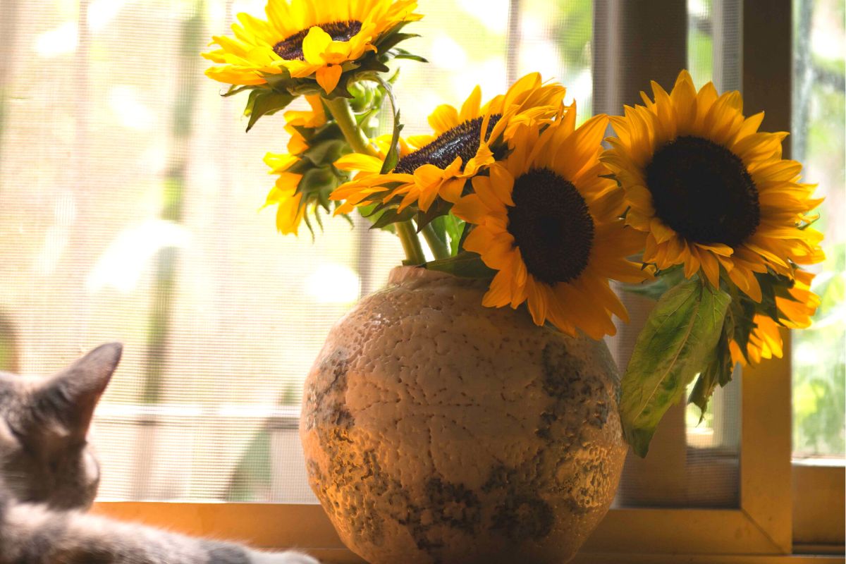 Quer deixar a casa mais alegre? Aprenda como plantar girassol em vasos com dicas práticas - Reprodução: Canva