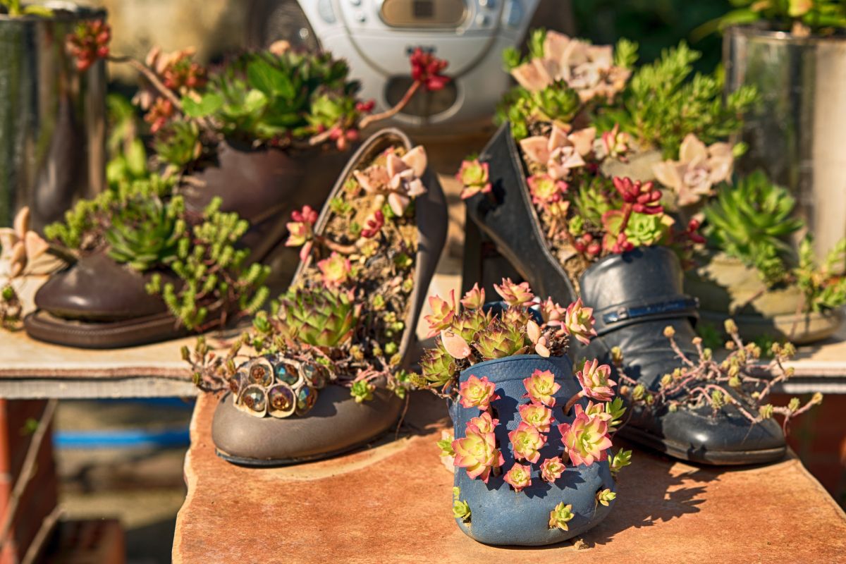 Veja o passo a passo da moda: plantando no sapato; Reaproveitamento no jardim com estilo - Foto: Canva