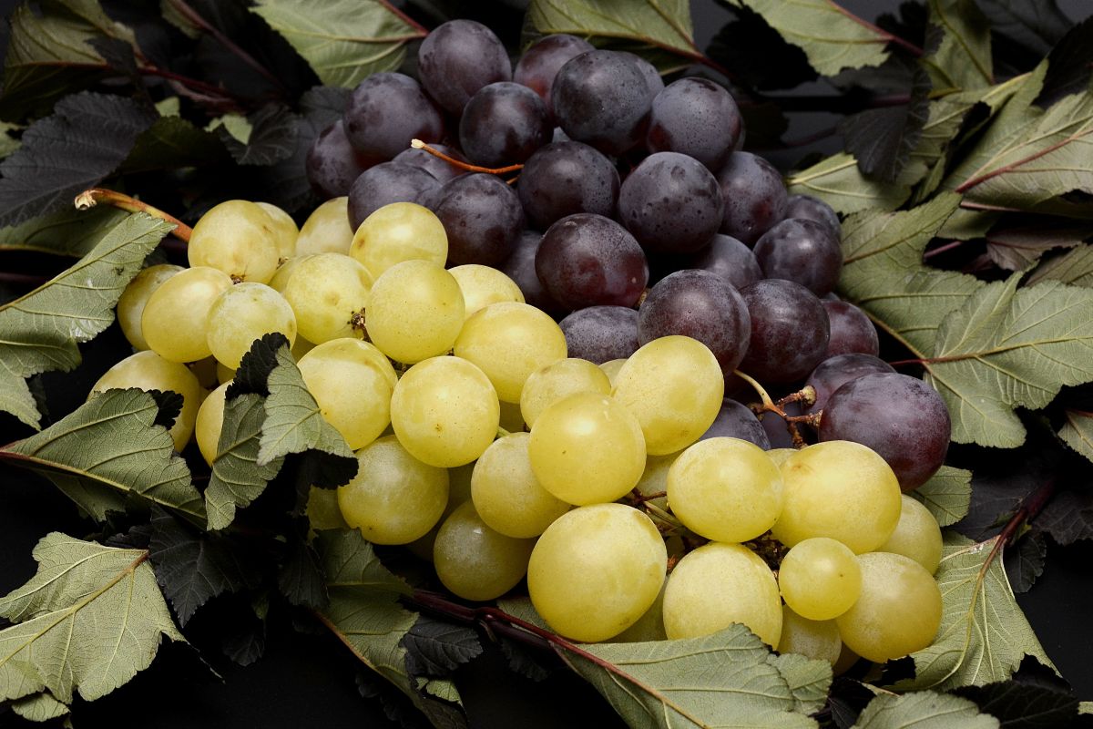 Uma fonte de rejuvenescimento: saiba como fazer suco de uva natural da maneira correta e tenha litros de bebida concentrada a partir de passos simples - Reprodução: Canva
