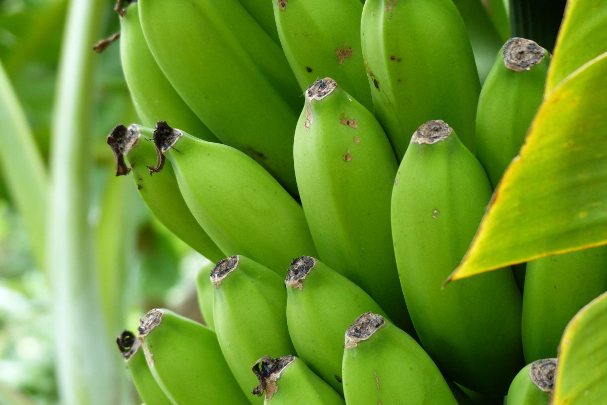 Será que existe um alimento capaz de combater o mau humor e ainda ajudar a perder peso? Descubra para que serve a biomassa de banana verde e surpreenda-se - Reprodução: Canva 