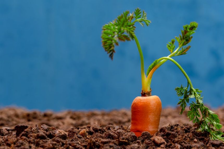 Aprenda o jeito certo de plantar cenoura no quintal: veja o que você precisa saber antes!. Foto: Canva