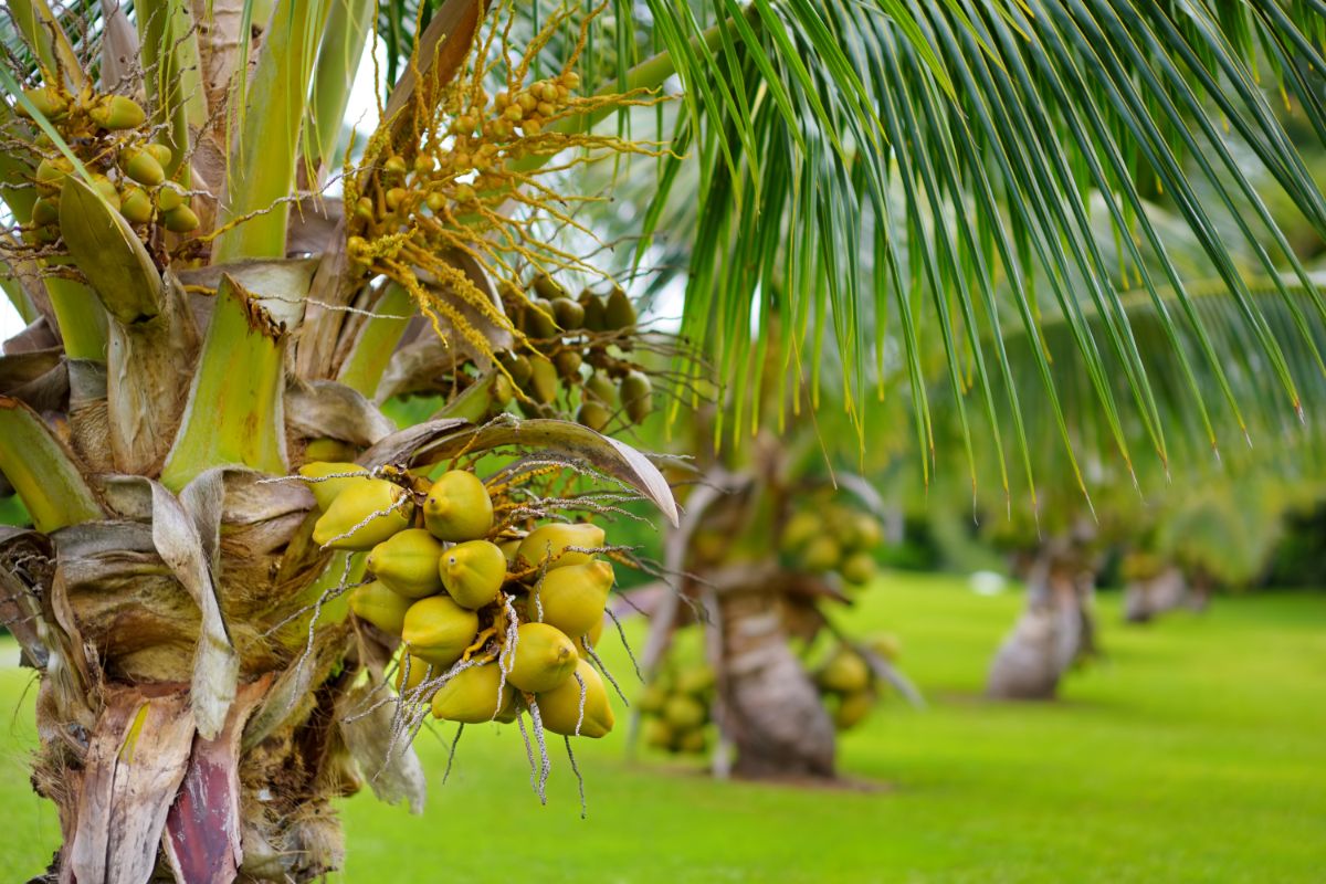Plantio de mudas de coco corretamente: fazendo assim a produção será bem mais rápido. Foto: Canva