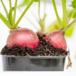 Como plantar rabanete em vasos de germinação? Colheita e cuidados, confia o passo a passo! Foto: Canva