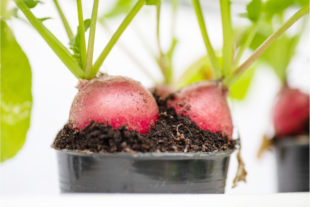 Como plantar rabanete em vasos de germinação? Colheita e cuidados, confia o passo a passo! Foto: Canva