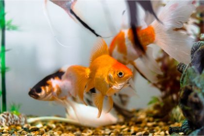 Quer que seus peixinhos vivam saudáveis e por muito tempo? Saiba como tratar água de aquário com passos simples e rápidos - Reprodução: Canva
