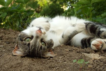 Quer que seu pet tenha diversão e saúde? Leia este artigo e saiba como plantar milho de pipoca para gato - Reprodução: Canva