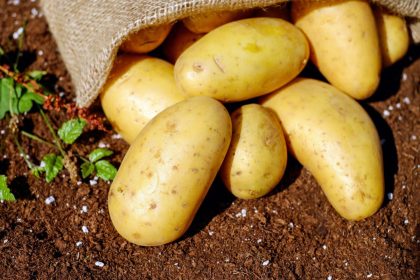 Quer economizar no mercado e ter alimentos orgânicos à mesa? Aprenda como cultivar batatas no quintal - Reprodução: Canva