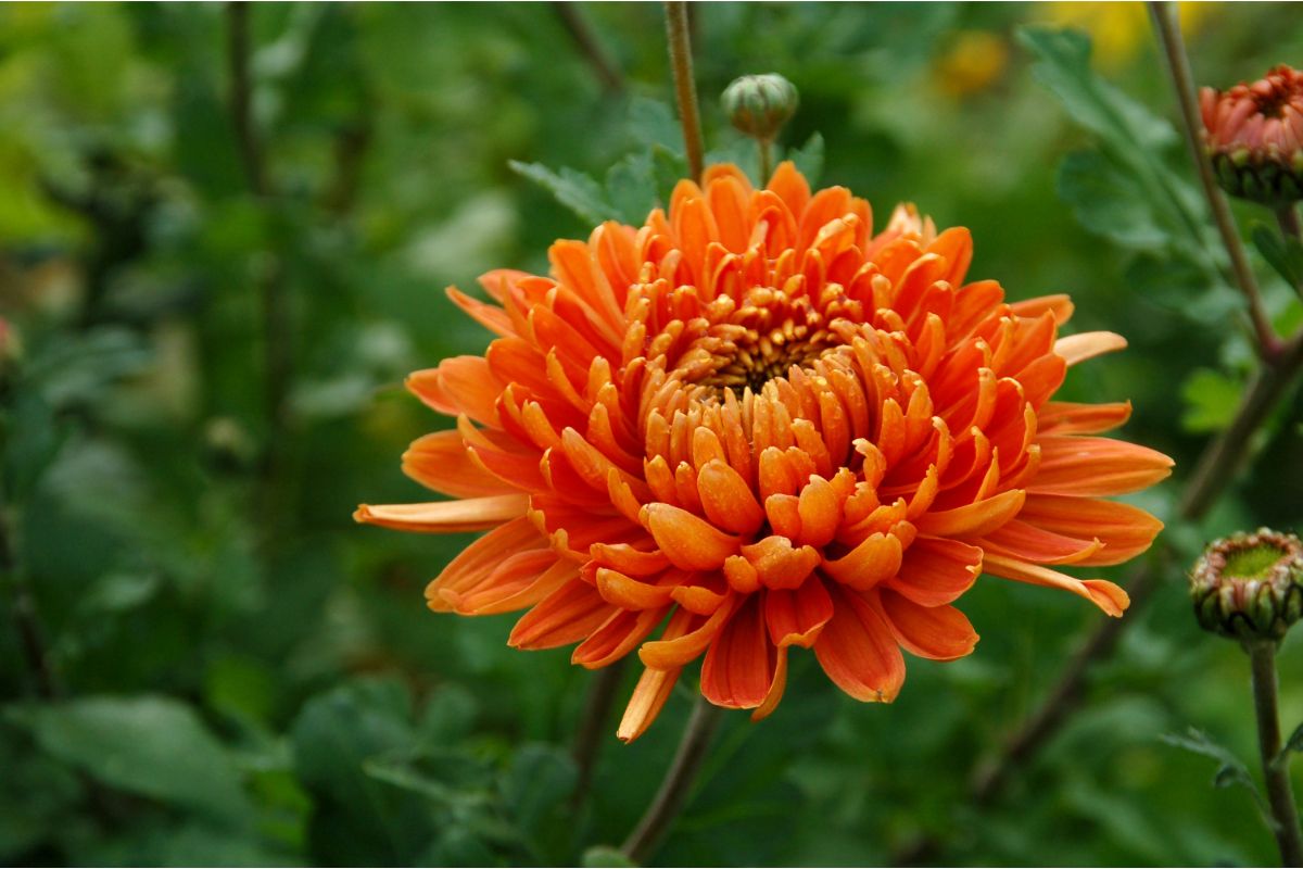 Uma flor cheia de significado no seu lar: saiba como cuidar de crisântemo com dicas práticas - Reprodução: Canva 