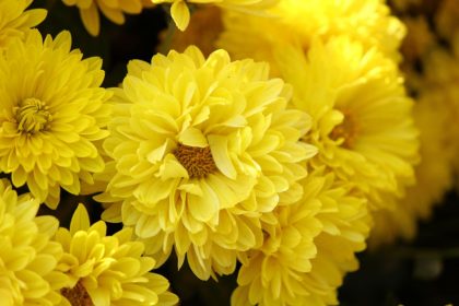Uma flor cheia de significado no seu lar: saiba como cuidar de crisântemo com dicas práticas - Reprodução: Canva