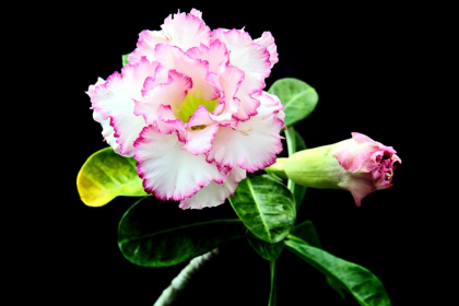 Aprenda a como cuidar de rosa do deserto em vaso seguindo apenas esses passos simples (imagem: pexels)