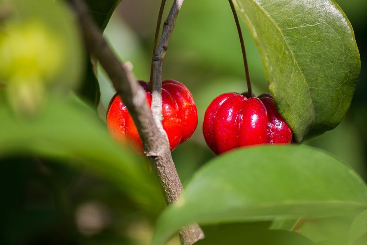 Benefícios da pitanga: saiba o que essa fruta pode fazer pela sua saúde hoje (imagem: pixabay)