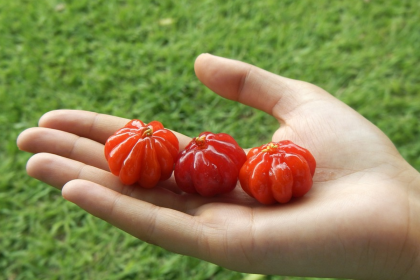 Benefícios da pitanga: saiba o que essa fruta pode fazer pela sua saúde hoje (imagem: pixabay)