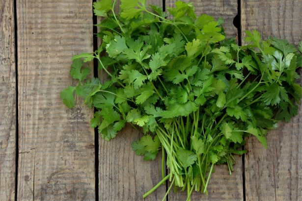 benefícios do coentro