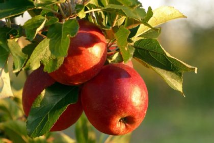 Benefícios da maçã: entenda vantagens e propriedades desta fruta maravilhosa (Foto: Canva Pro)