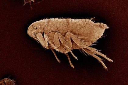 Como se livrar de pulgas em casa: tenha o ambiente livre desses insetos tão incômodos