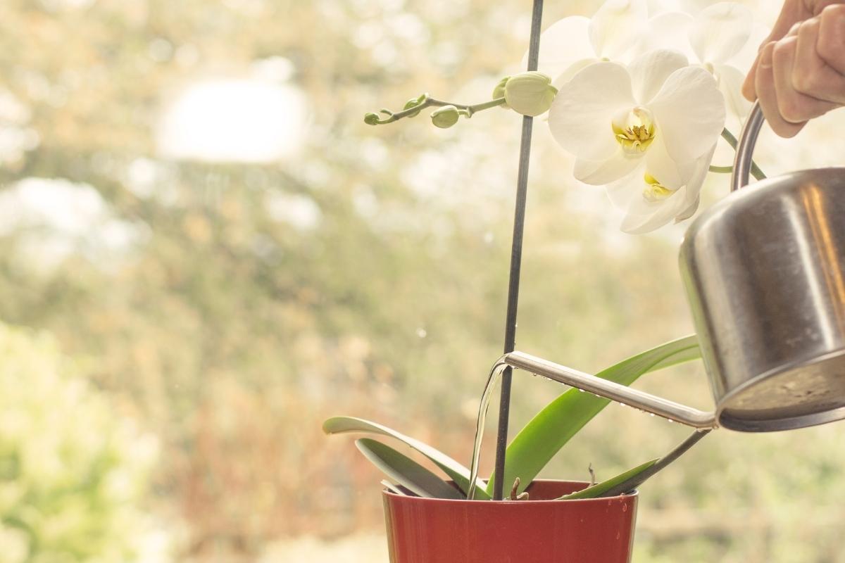 Como recuperar uma orquídea que está secando e deixá-la linda outra vez: passo a passo simples