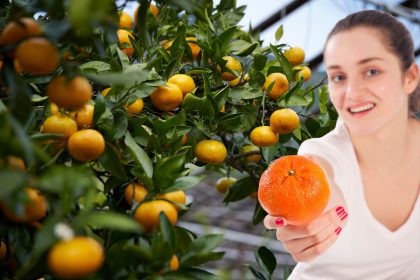 Como plantar tangerina em vaso com o caroço (Reprodução Canva Pro)