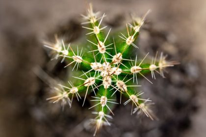 Como cultivar cacto-do-peru? (Reprodução Canva Pro)