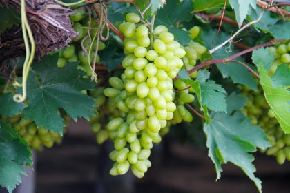 Descubra todos os benefícios do suco de uva natural e comece a consumir ainda hoje