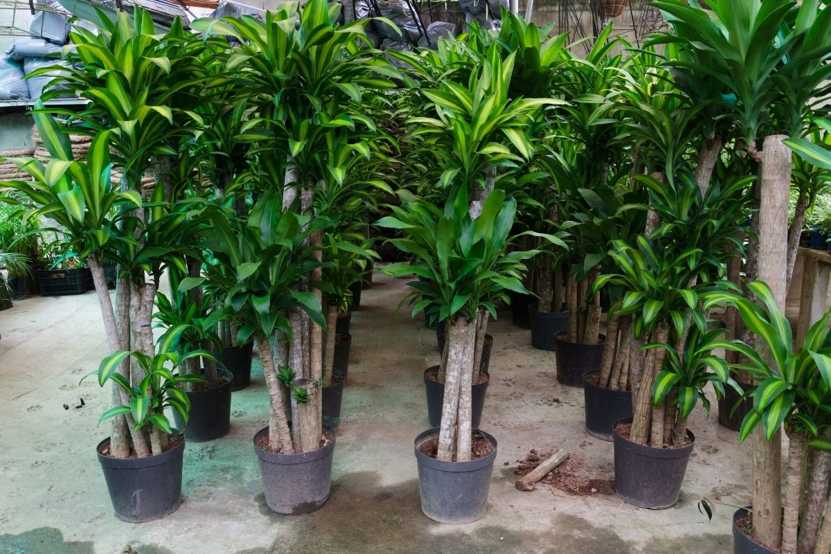 Dracena-pau-d'água: como cultivar a planta que purifica o ar. Reprodução: canva