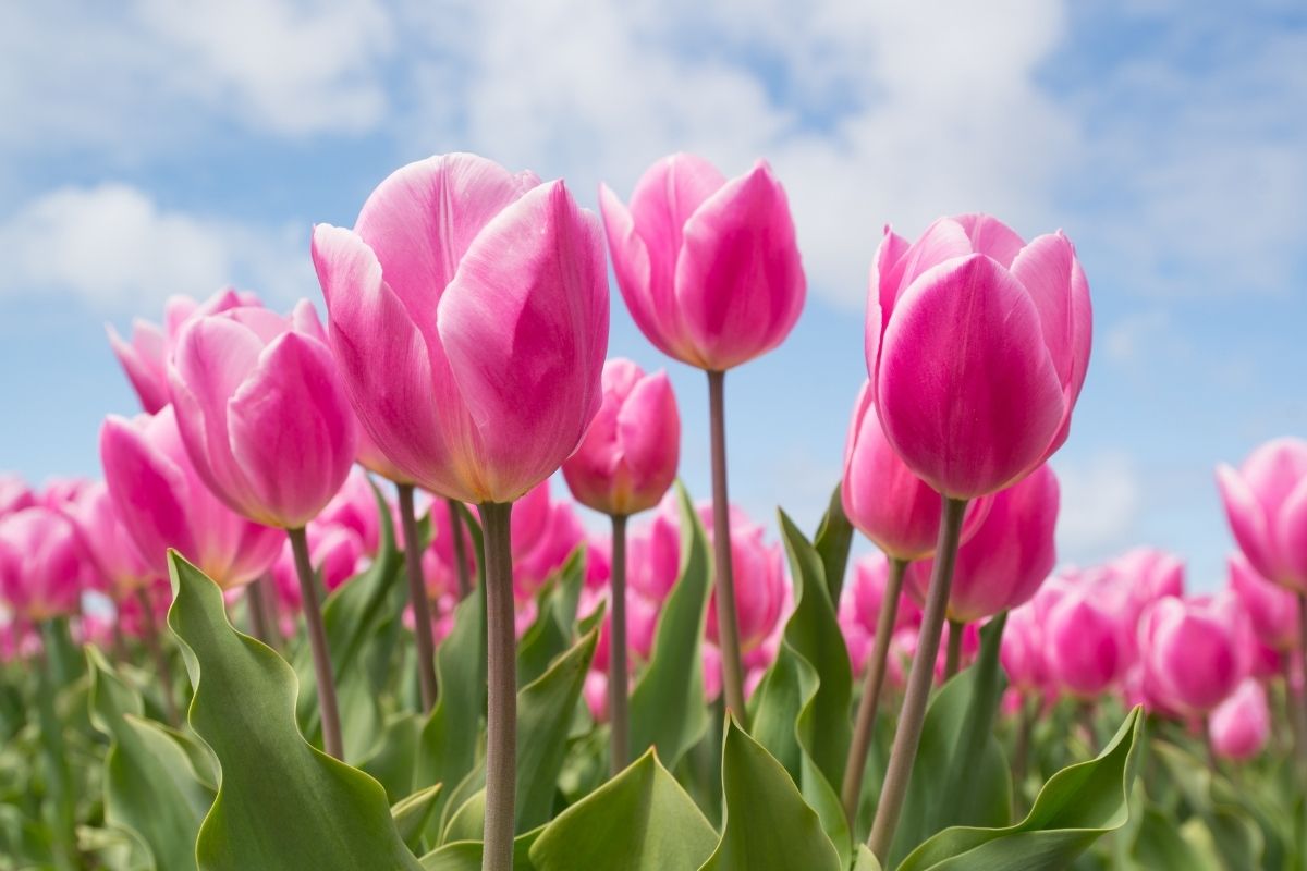Tulipa: como cultivar em casa. Reprodução: canva