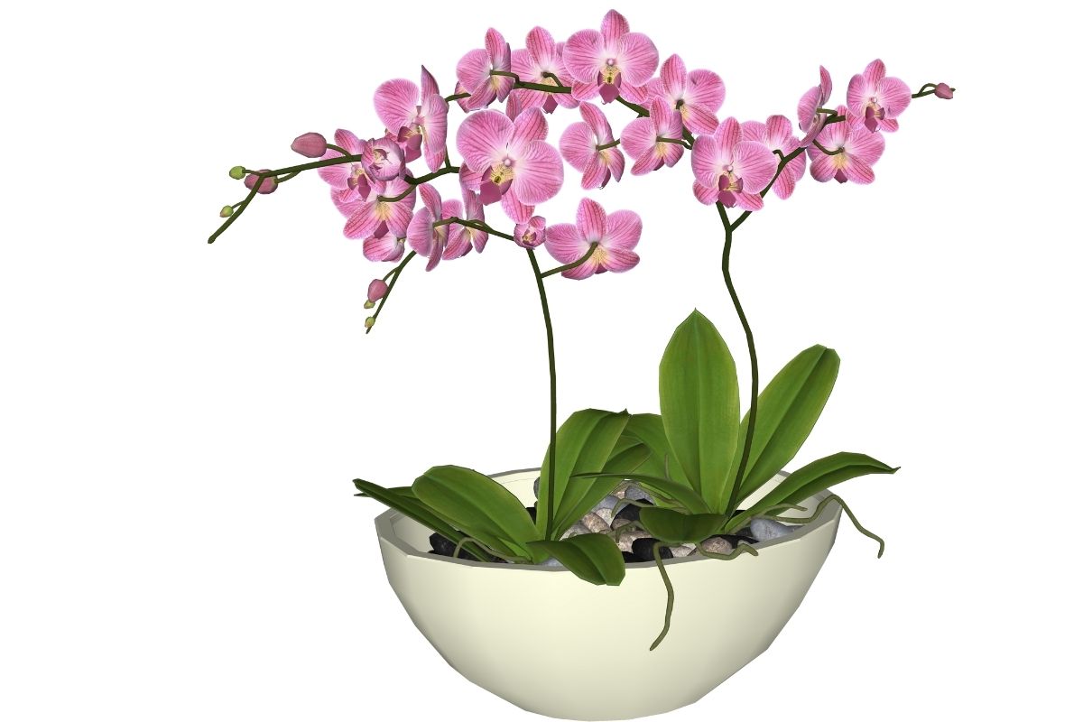 Aprenda aqui, como plantar orquídea em vaso. Reprodução: canva